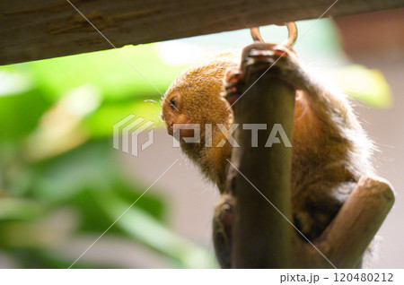 コモンマーモセットのポートレート 120480212
