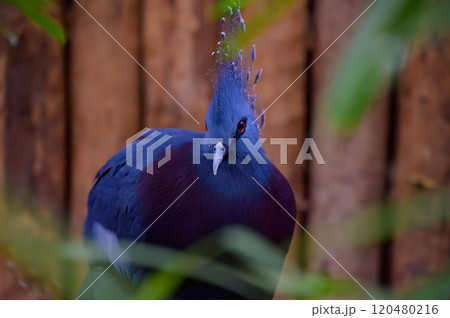 クラウンのような羽飾りを持つ美しいオウギバトのポートレート 120480216