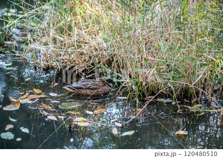 Mallard duck in a pond in Yeouido park in Yeongdeungpo District on Han river in Seoul, South Korea Mallard duck in a pond in Yeouido park in Yeongdeungpo District on Han river in Seoul, South Korea 120480510