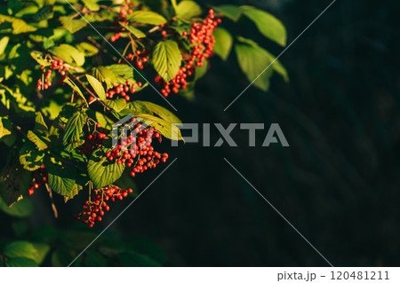 赤い実をつけたガマズミ属の植物 120481211