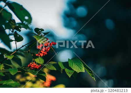 赤い実をつけたガマズミ属の植物 120481213