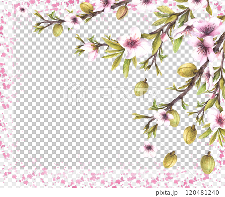 Almond tree branch with nuts, green leaves and pink flowers. Botanical banner template on watercolor splashes, stains background. hand drawn illustration. Floral isolated Clipart for card, label.  120481240