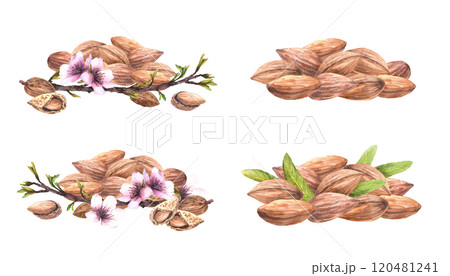 Almond nuts pile with spring tree blooming branch with leaves and flowers. Botanical composition set. Watercolor illustration hand painted. Clipart for food, cosmetic label Isolated from background Almond nuts pile with spring tree blooming branch with leaves and flowers. Botanical composition set. Watercolor illustration hand painted. Clipart for food, cosmetic label Isolated from background 120481241