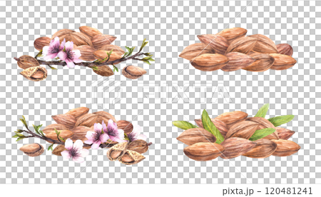 Almond nuts pile with spring tree blooming branch with leaves and flowers. Botanical composition set. Watercolor illustration hand painted. Clipart for food, cosmetic label Isolated from background Almond nuts pile with spring tree blooming branch with leaves and flowers. Botanical composition set. Watercolor illustration hand painted. Clipart for food, cosmetic label Isolated from background 120481241