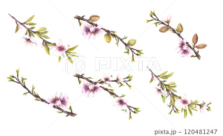 Almond tree branch with flowers, nuts, leaves spring set. Botanical watercolor illustration hand painted. Floral Clipart for greeting, wedding card, product food cosmetic label, on isolated background 120481247