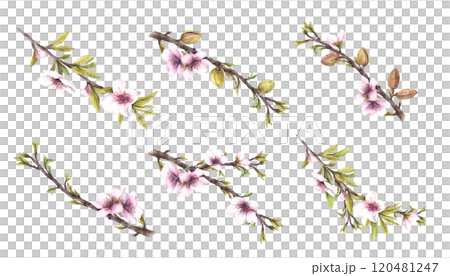 Almond tree branch with flowers, nuts, leaves spring set. Botanical watercolor illustration hand painted. Floral Clipart for greeting, wedding card, product food cosmetic label, on isolated background 120481247