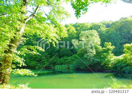 ドッコ沼 蔵王 新緑 ドッコ沼 蔵王 新緑 120481317