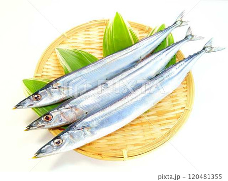サンマ　秋刀魚　さんま 120481355