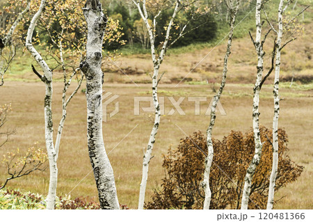 志賀高原田ノ原湿原の秋 志賀高原田ノ原湿原の秋 120481366
