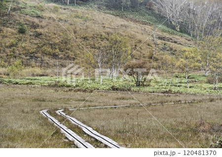 志賀高原田ノ原湿原の秋 120481370