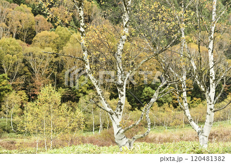 志賀高原田ノ原湿原の秋 120481382