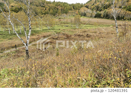 志賀高原田ノ原湿原の秋 志賀高原田ノ原湿原の秋 120481391
