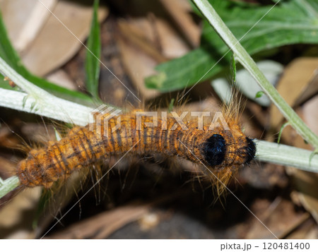 クヌギカレハ　幼虫 120481400