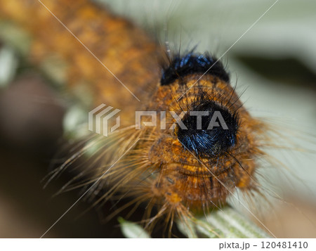 クヌギカレハ　幼虫 120481410