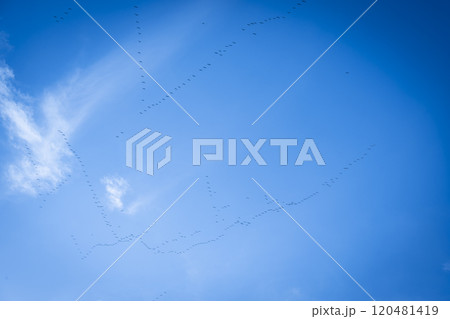 A group of Common Cranes flying blue sky, sunny day in winter in Gironde,France 120481419
