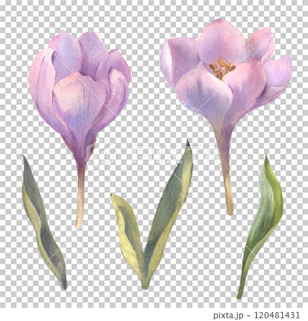 Set of White and purple crocuses. Flowers painted in watercolor. A clip art of spring flowers on a white background. Design for printing postcards, invitations to weddings, birthdays, easter Set of White and purple crocuses. Flowers painted in watercolor. A clip art of spring flowers on a white background. Design for printing postcards, invitations to weddings, birthdays, easter 120481431
