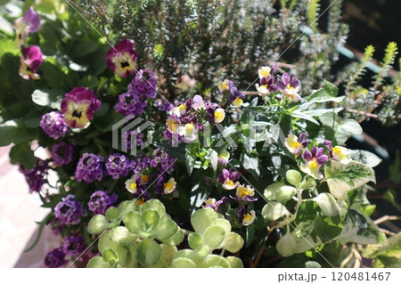 ネメシア、ビオラ、アリッサムの寄せ植え 120481467
