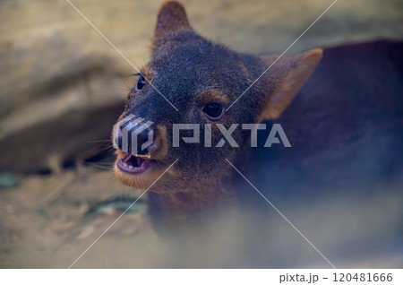 珍しいプーズーのクローズアップ横顔 120481666