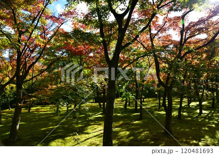 箱根美術館 120481693
