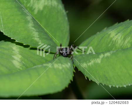 アリグモ 120482083