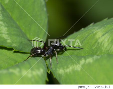 アリグモ 120482101