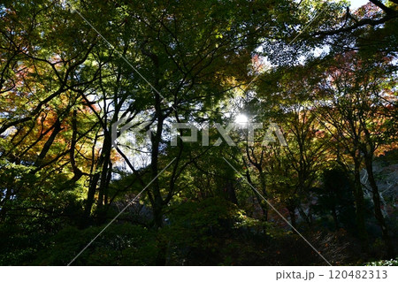 蓬莱園 120482313