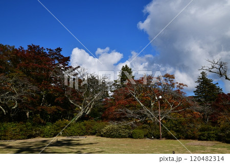 蓬莱園 120482314