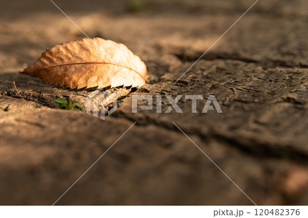石畳に落ちた枯れ葉・冬 イメージ 120482376