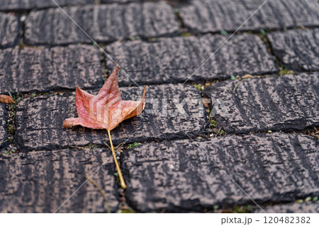 石畳に落ちた枯れ葉・冬 イメージ 120482382