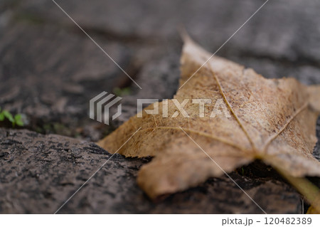 石畳に落ちた枯れ葉・冬 イメージ 120482389