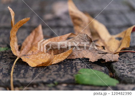 石畳に落ちた枯れ葉・冬 イメージ 120482390