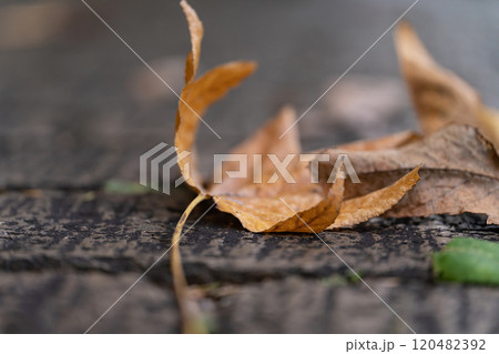 石畳に落ちた枯れ葉・冬 イメージ 石畳に落ちた枯れ葉・冬 イメージ 120482392