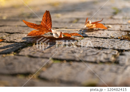 石畳に落ちた枯れ葉・冬 イメージ 120482415