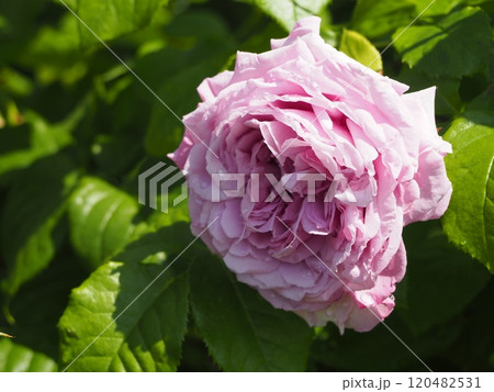 藤色のバラ　ルシエルブルー	 120482531