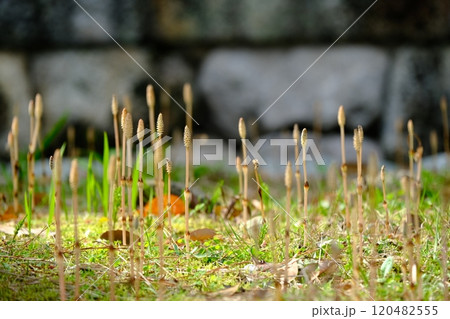 石壁近くにはえたつくし 120482555