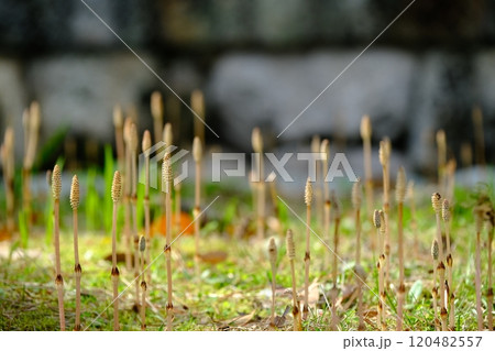 石壁近くにはえたつくし 石壁近くにはえたつくし 120482557