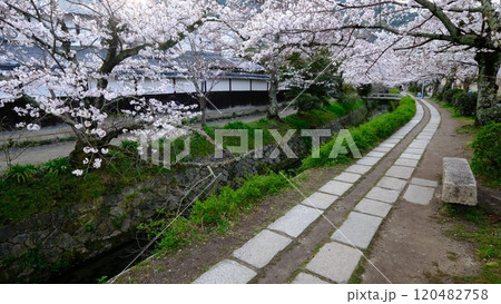 早春の哲学の道と琵琶湖疎水分線 120482758