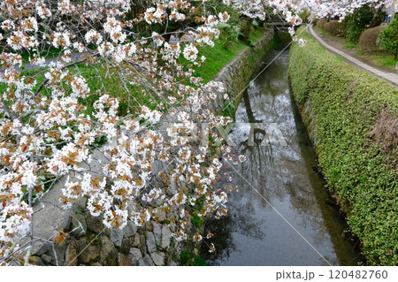 早春の哲学の道と琵琶湖疎水分線 120482760