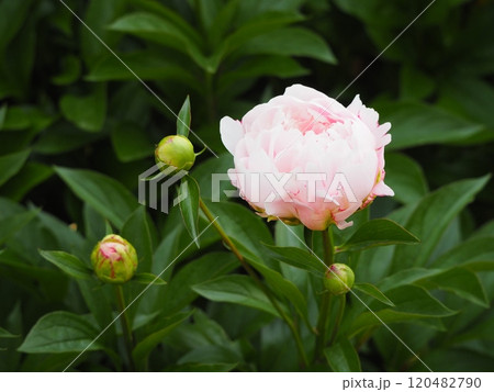 春の花　芍薬　ピンク 120482790