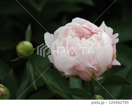 春の花　芍薬　ピンク 120482793