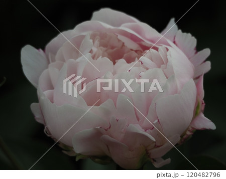 春の花　芍薬　ピンク 120482796