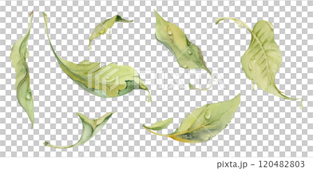 Green leaves of flower, bush tree with water drops hand drawn in watercolor, lilac poplar elm pear apple cherry. Isolated botanical illustration set. Wedding, florist shop, scrapbooking, cosmetics 120482803