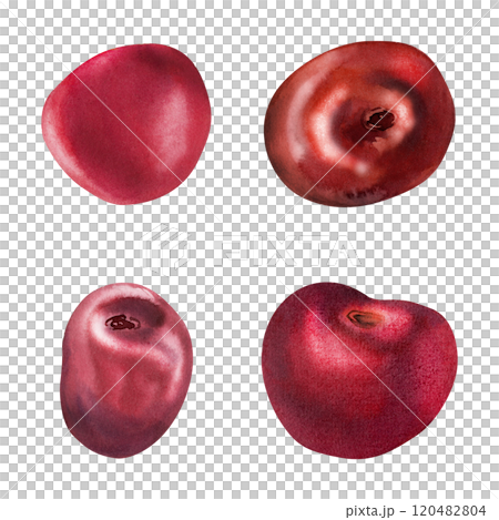 Sweet cherry sakura stone fruit, hand drawn in watercolor, red ripe garden berry strawberry tree. Botanical isolated elements set illustration. Restaurant, dessert cafe menu, wedding, farmers market 120482804