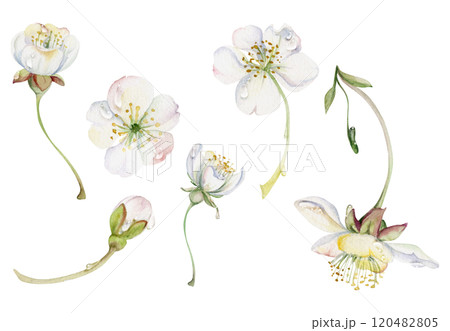 Early spring flowers on stems, water drops, white cherry sakura apple blossom bud, watercolor hand drawn, forest anemone primrose daisy. Single object set isolated illustration. Wedding, florist shop 120482805