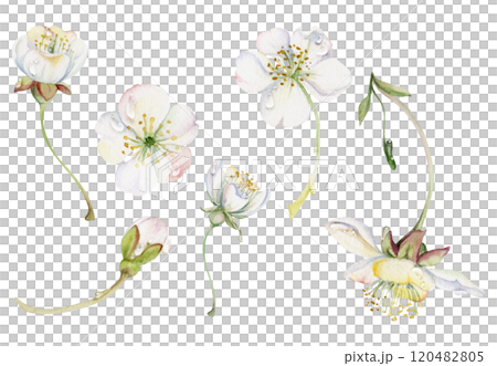 Early spring flowers on stems, water drops, white cherry sakura apple blossom bud, watercolor hand drawn, forest anemone primrose daisy. Single object set isolated illustration. Wedding, florist shop 120482805
