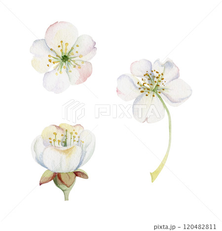 Early spring flowers, white cherry sakura apple blossom, hand drawn in watercolor forest anemone primrose daisy ephemera. Single object isolated illustration for wedding, florist shop, scrapbooking. 120482811