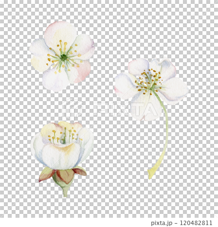 Early spring flowers, white cherry sakura apple blossom, hand drawn in watercolor forest anemone primrose daisy ephemera. Single object isolated illustration for wedding, florist shop, scrapbooking. 120482811