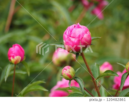 春の花　芍薬　ピンク 120482861