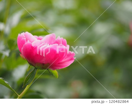 春の花　芍薬　ピンク 120482864