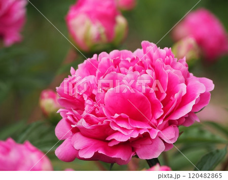春の花 芍薬 ピンク 春の花 芍薬 ピンク 120482865